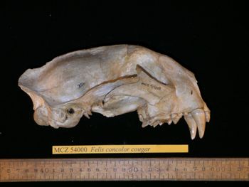 Media type: image;   Mammalogy 54000